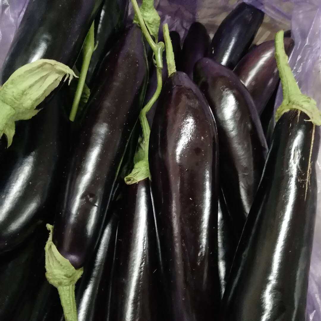农家自种茄子山东新鲜现摘5斤装长茄紫茄长线大茄子黑嫩应季蔬菜