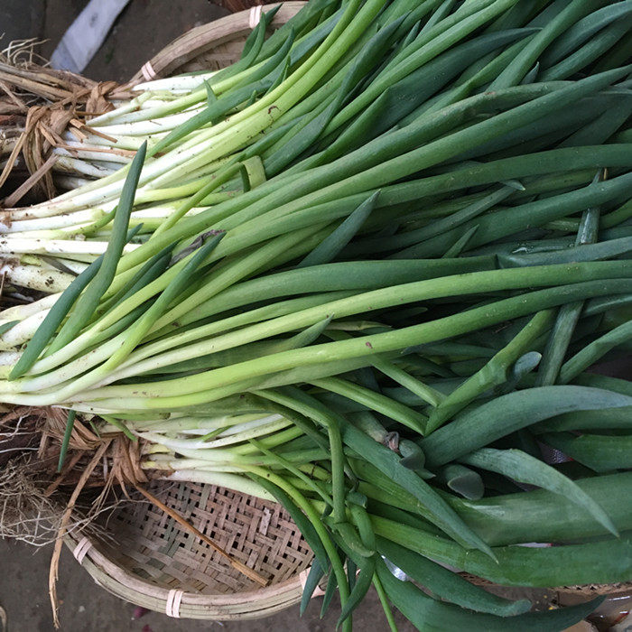 小葱新鲜农家自种东北发芽葱蘸酱菜香葱蔬菜其它