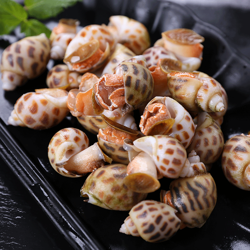 福建建新鲜花海鲜水产鲜活旺螺东风螺海猪螺其它