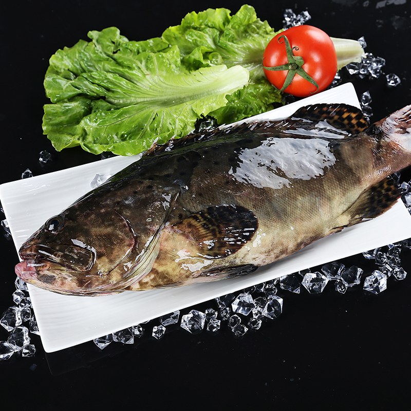 石斑鱼龙胆珍珠斑鱼新鲜生猛大石冷冻海鲜水产斑鱼