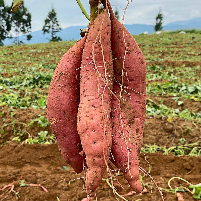 越放越甜红蜜薯红心红薯新鲜糖心广西沙地蜜薯红薯5斤番薯地瓜3斤