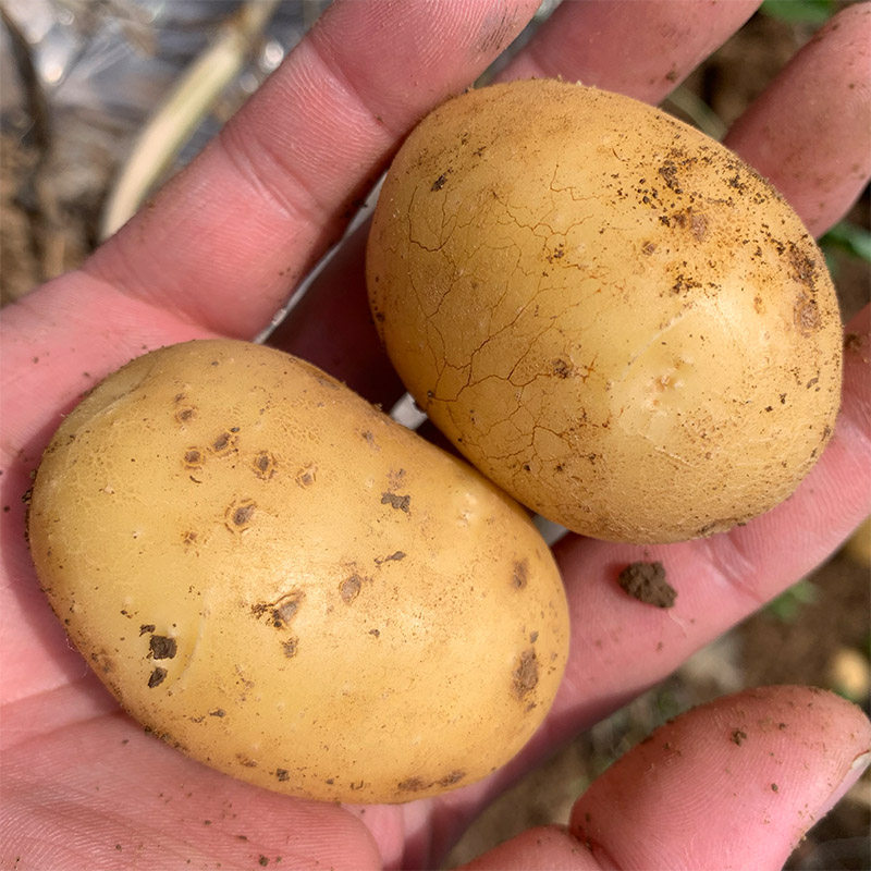 超值五斤装农家自种小土豆