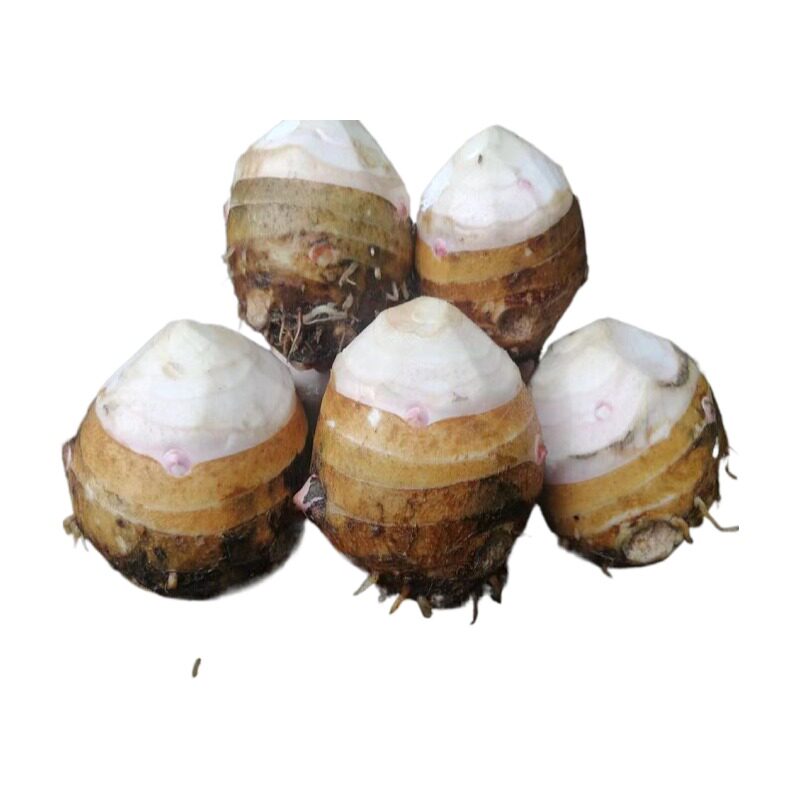 芋头2022炒丝酸辣新鲜蔬菜母芋现挖现发农产品芋头