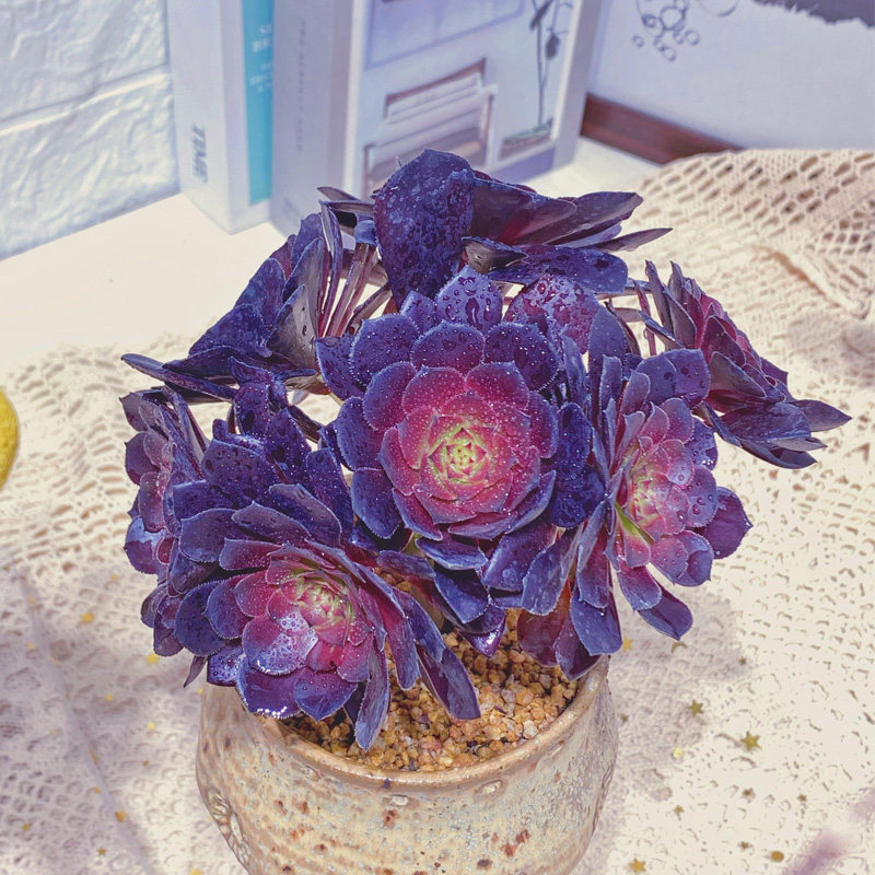 铜壶法师多肉植物超大清仓老桩手捧群多头组合多肉植物