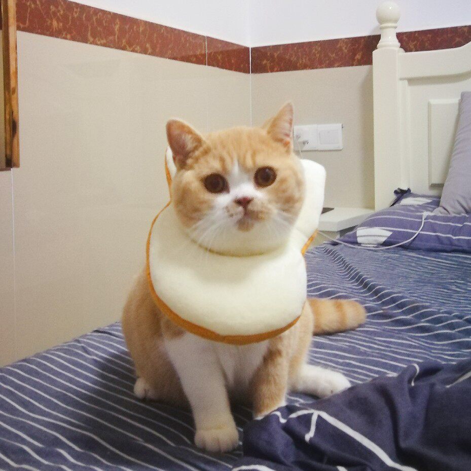 头套网红宠物猫咪吐司面包片脖套猫猫抖音视频项圈