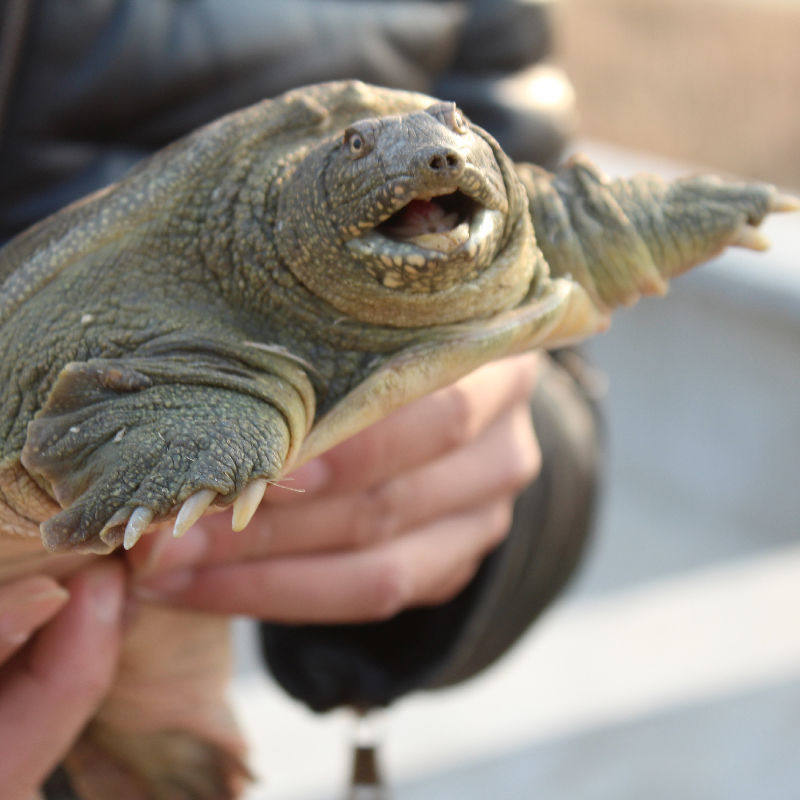 甲鱼活体包邮生态王八中华海鲜生鲜老鳖苗团龟