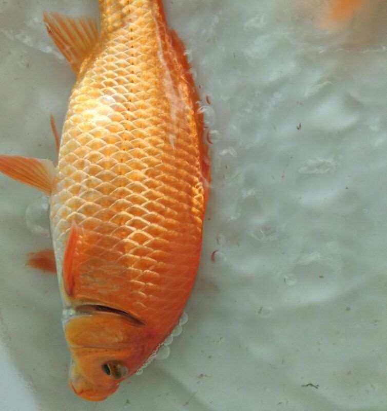 红鲤鱼苗淡水鱼塘养殖食用活体兴国鱼