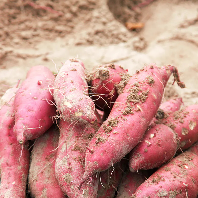 板栗海南香气顺丰包顺丰盒装礼盒口味桥头新鲜番薯
