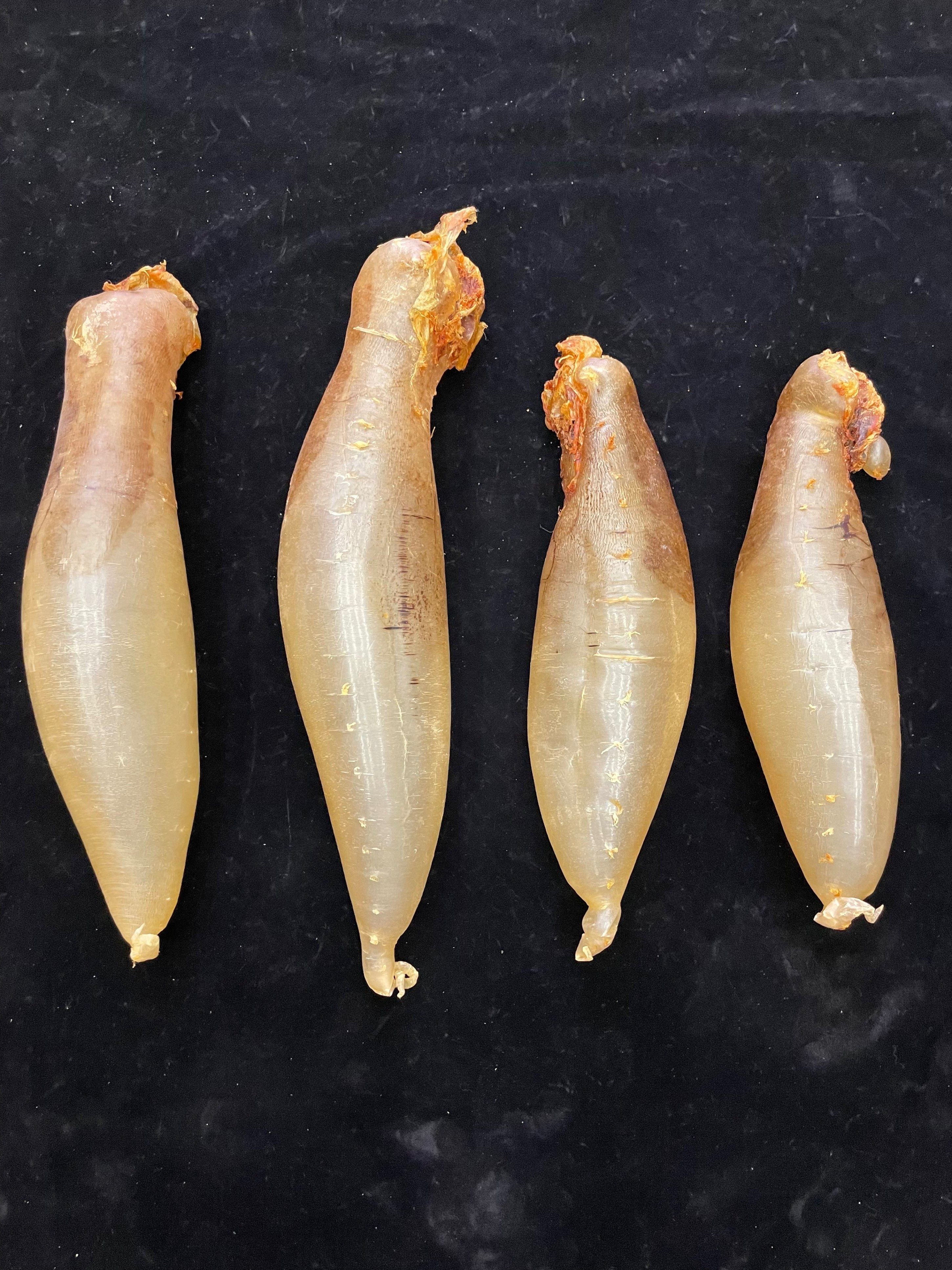 2两本港赤嘴筒鱼胶花胶筒公肚母肚均有花胶