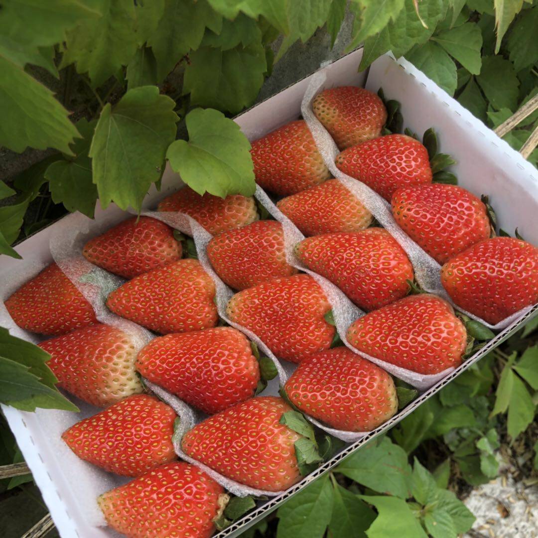 草莓四季新鲜当季水果批发烘焙蛋糕装饰奶茶草莓