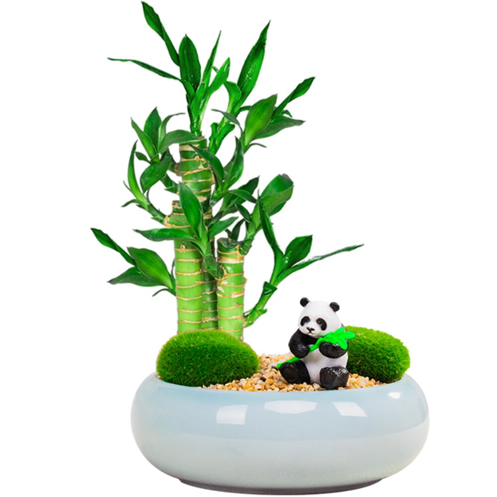 节节高富贵竹盆栽植物室内好养招财转运荷花观音绿植