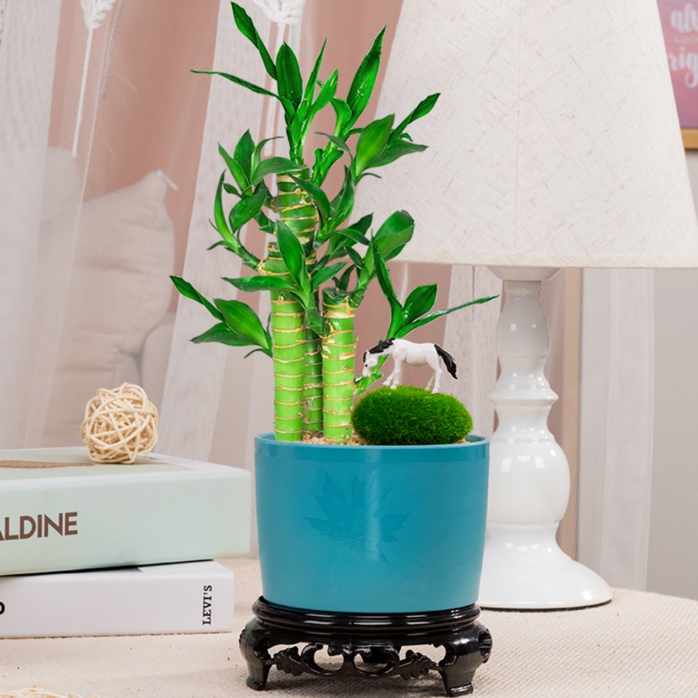 节节高富贵竹盆栽植物室内好养招财转运荷花观音绿植