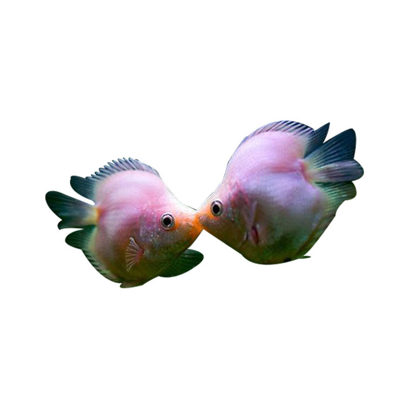 亲嘴鱼接吻鱼活体宠物鱼小型热带冷水鱼观赏鱼金鱼孔雀鱼鱼草缸鱼