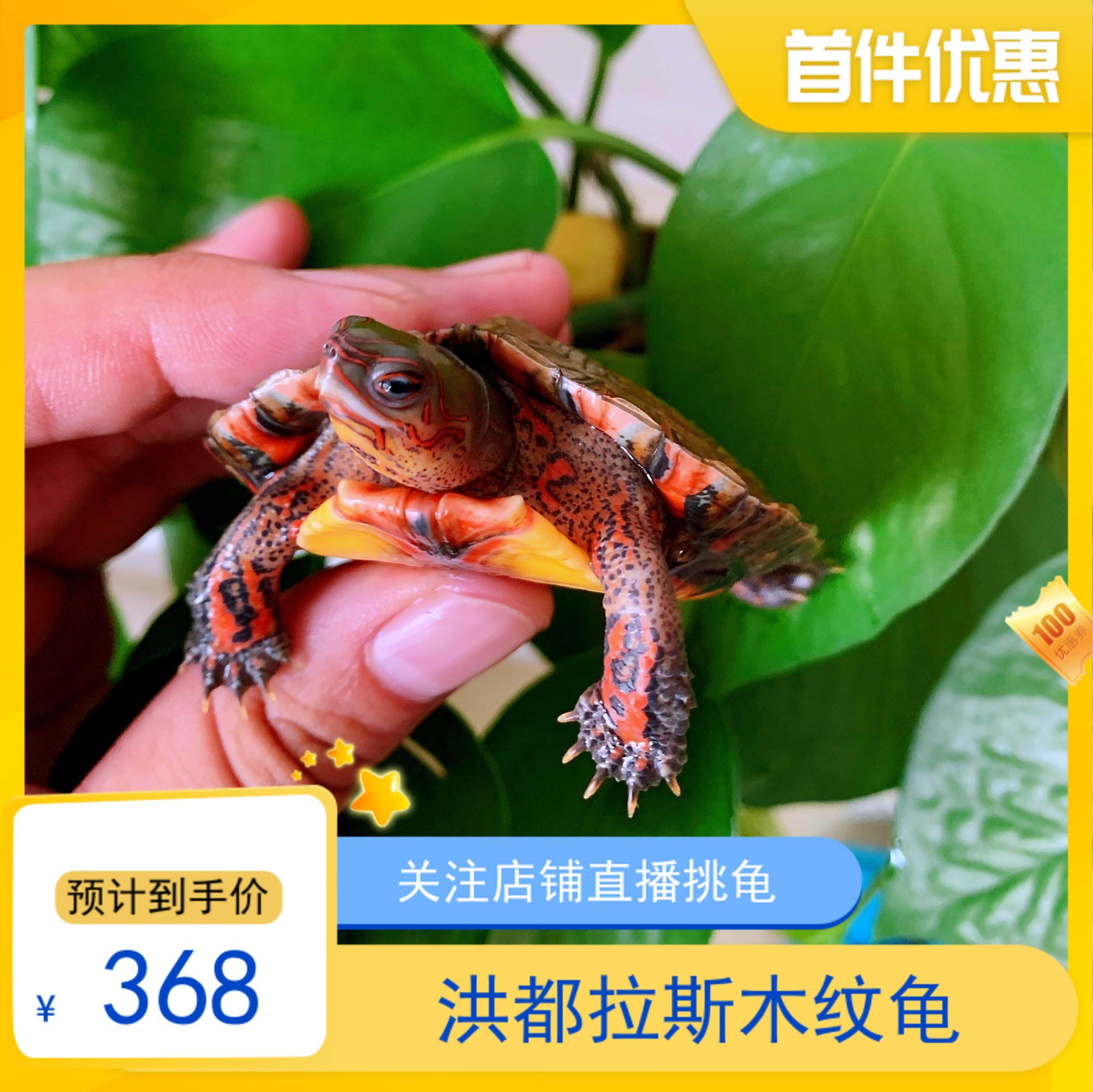 木纹半水洪都拉斯斯木乌龟龟吃素菜水果陆养龟