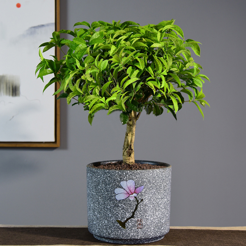 盆栽老桩桂花盆景室内好养绿植浓香开花不断花卉