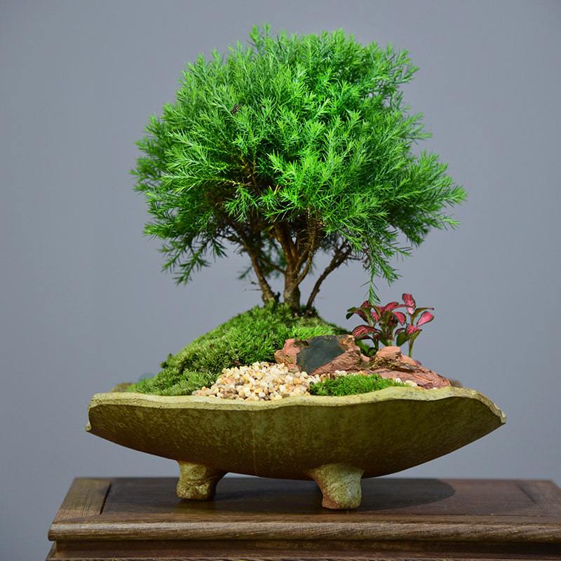 雾松盆栽植物客厅室内四季常青观叶雾凇雾凇办公室绿植