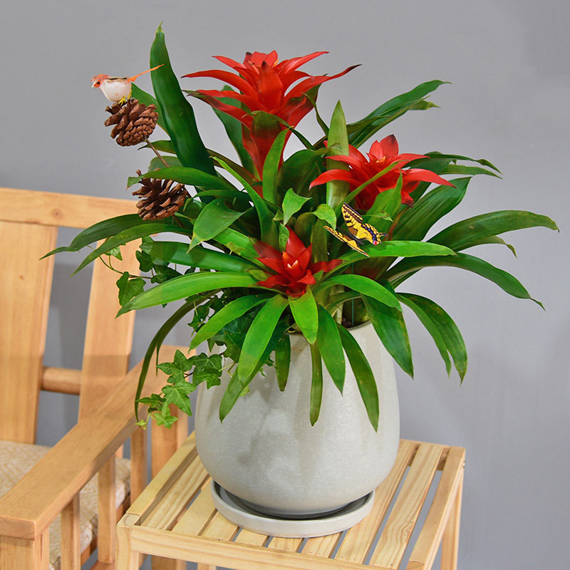 红星凤梨盆景鸿运当头盆栽室内阳台绿植客厅送礼时令草本花卉