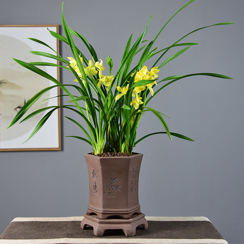兰花盆载小神童建兰盆景办公客厅室内观赏花卉植物净化空气绿植