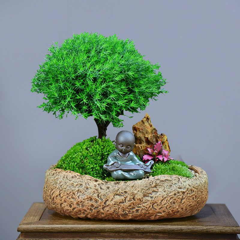 雾松盆栽植物客厅室内四季常青观叶雾凇雾凇办公室绿植