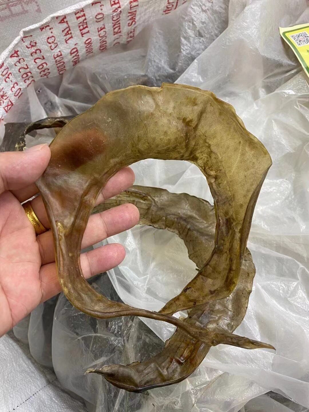 干货45头甲鱼边裙酒店装水底板团鱼裙边中华甲鱼