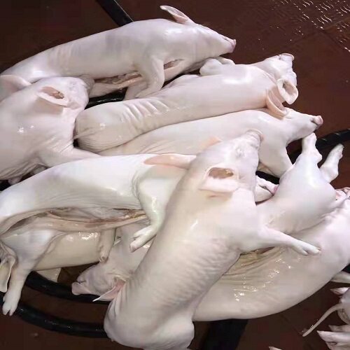 乳猪现杀冷冻烧烤多省一只包邮酒店食材脆皮生猪肉