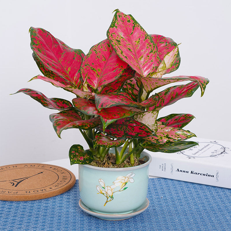 植物如意万年红叶植物客厅观红颜水培万年皇后盆栽绿植