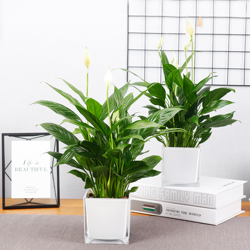 盆栽水培白掌一帆风顺栽花鱼共植物办公办公室室内时令草本花卉