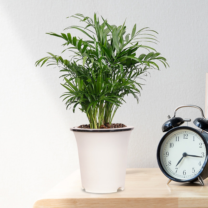 夏威夷袖珍椰子盆栽办公办公室室内桌面净化空气甲醛绿植