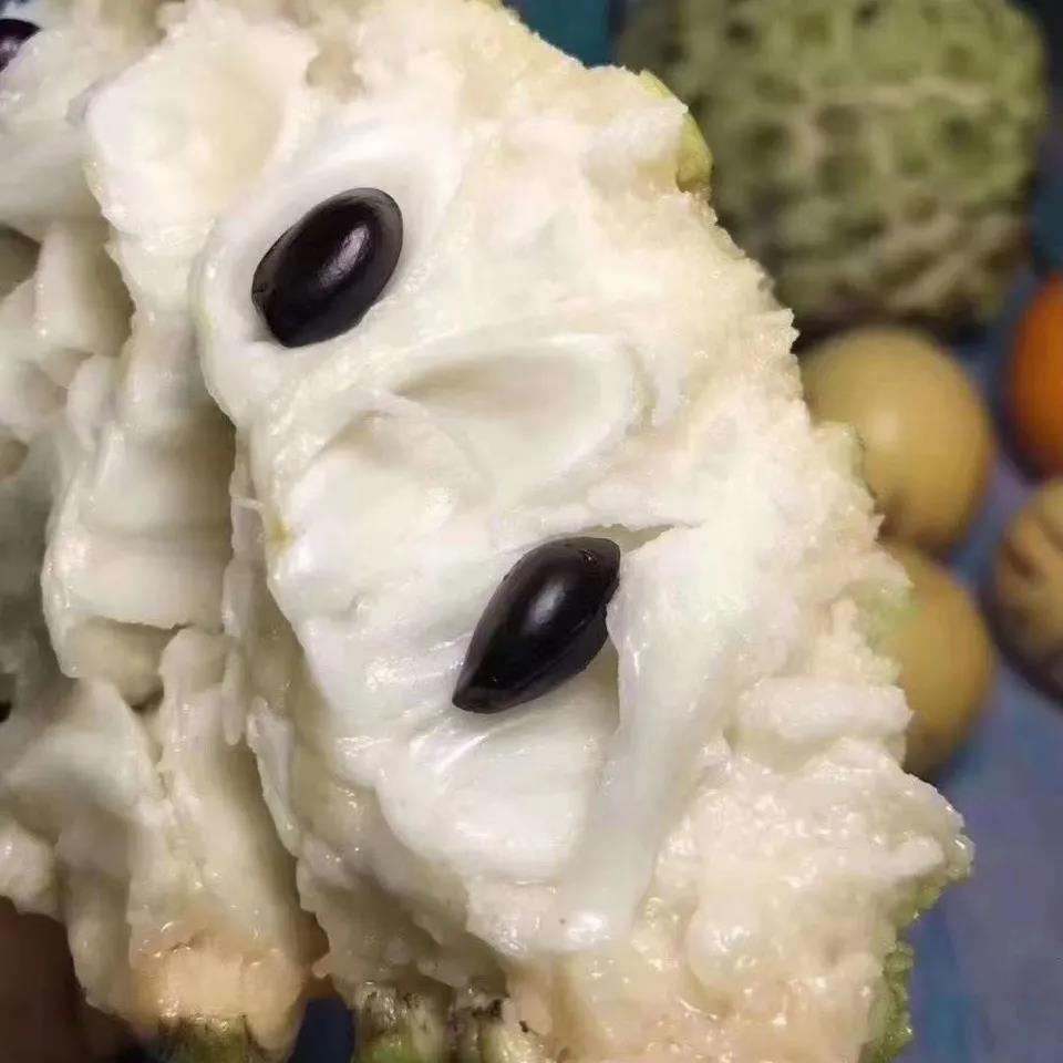 果树荔枝树苗榴莲释迦苗超大个纯甜耐寒品种果树