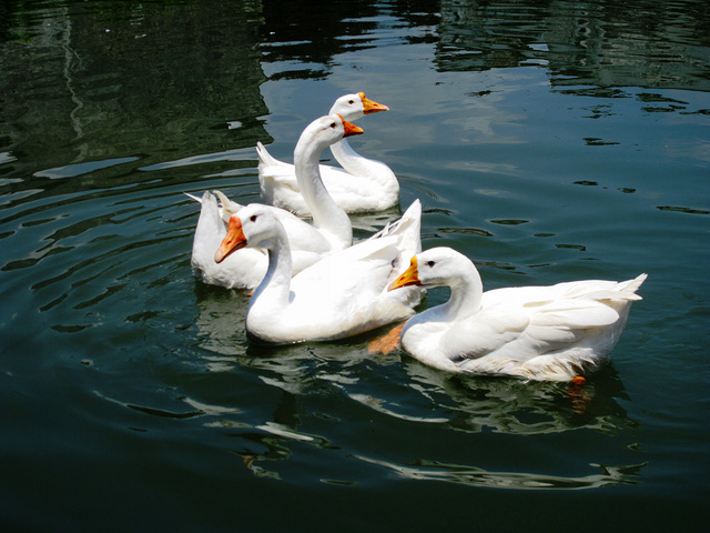 江山白鹅农家散养大白鹅嫩鹅土鹅新鲜冷冻鹅肉草鹅整只鹅包活到家
