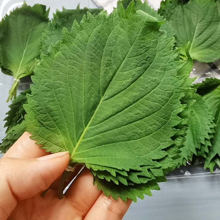 新鲜苏子叶韩国紫苏500g净重紫苏叶烤肉鲜包包饭其它