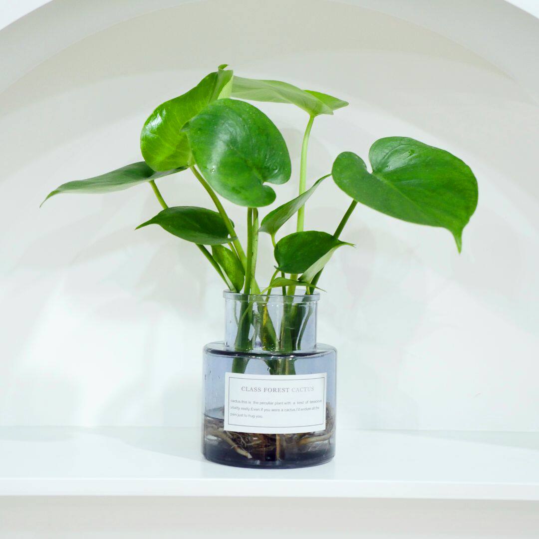 深圳玻璃水培植物龟背竹红掌吉利如意室内开花绿植