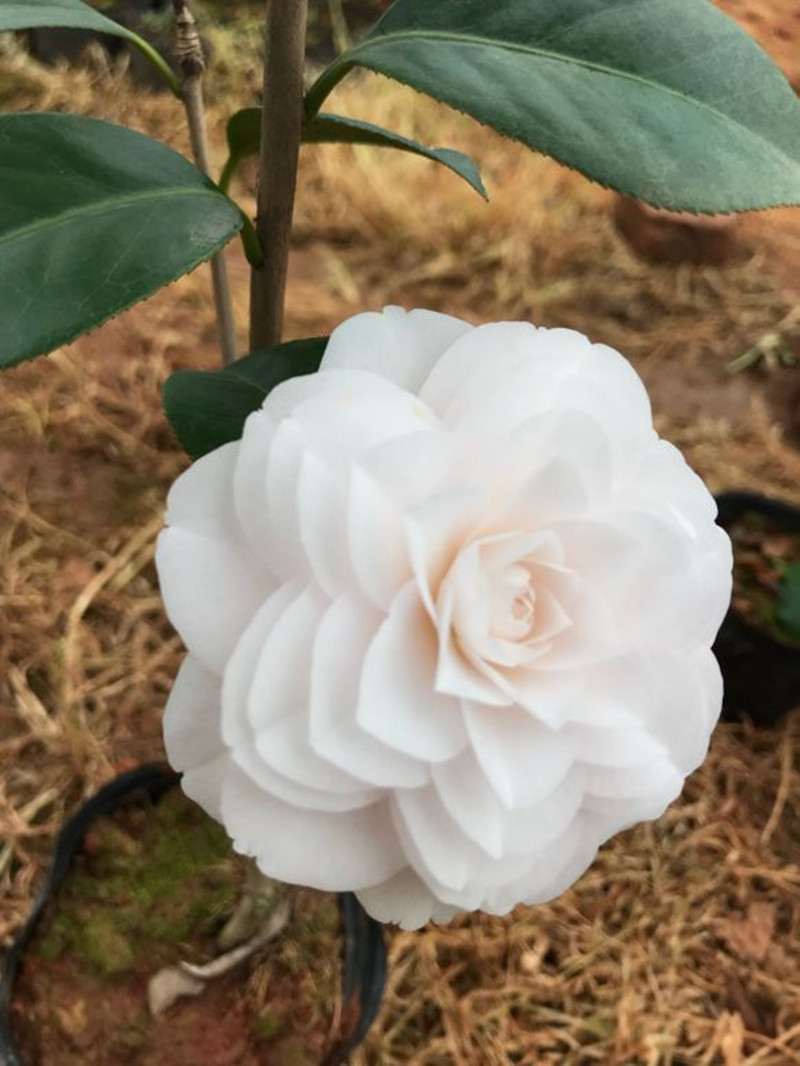 东方亮白色茶花盆栽纯白水晶白好养的茶花室外室内庭院别墅花卉苗