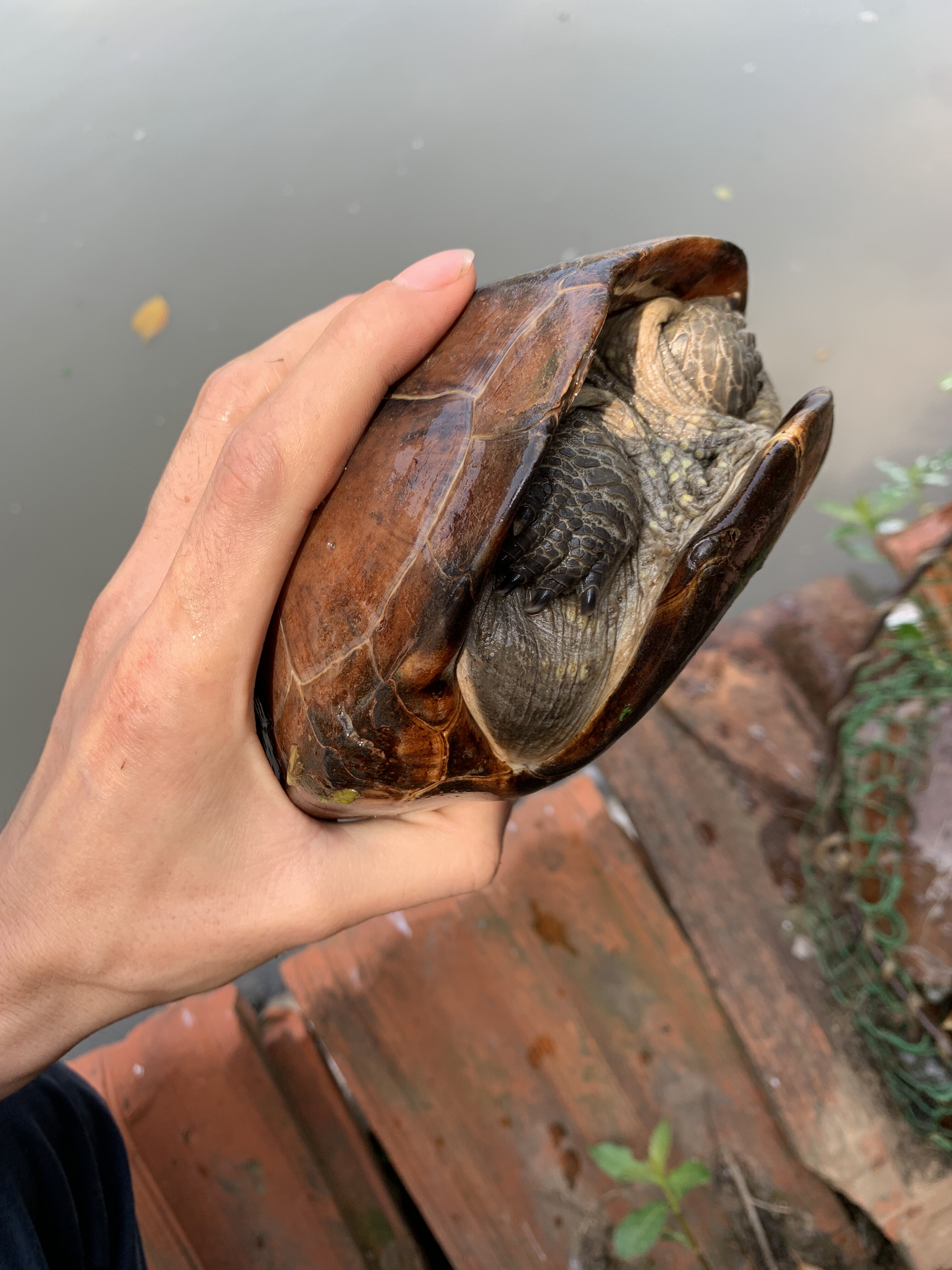 正宗外塘中华草龟活体体大乌龟产蛋龟大母草龟
