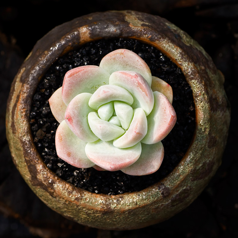 西童冰玉多肉植物稀有品种阿玛贝尔轰动小老桩超萌肉肉满包邮