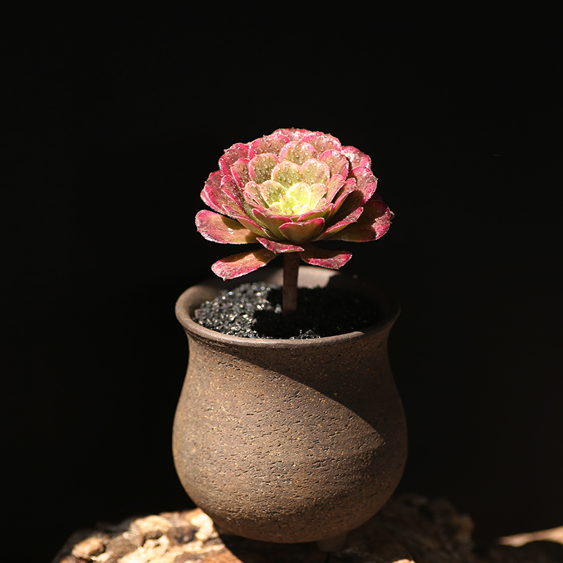 法师西童水墨画小老桩单头易爆头多植物开挂区状态多肉植物