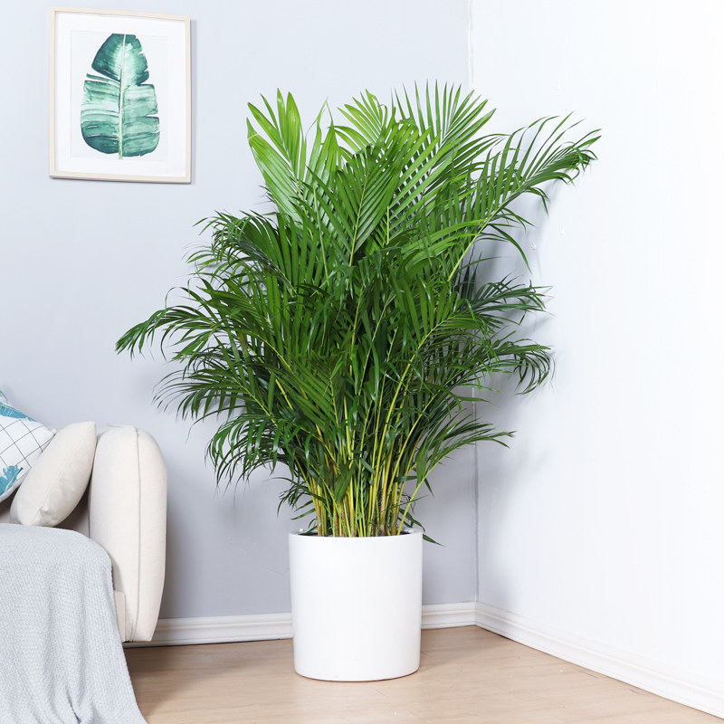 富贵叶散尾凤尾植物室内客厅大型盆栽甲醛净化空气大型绿植