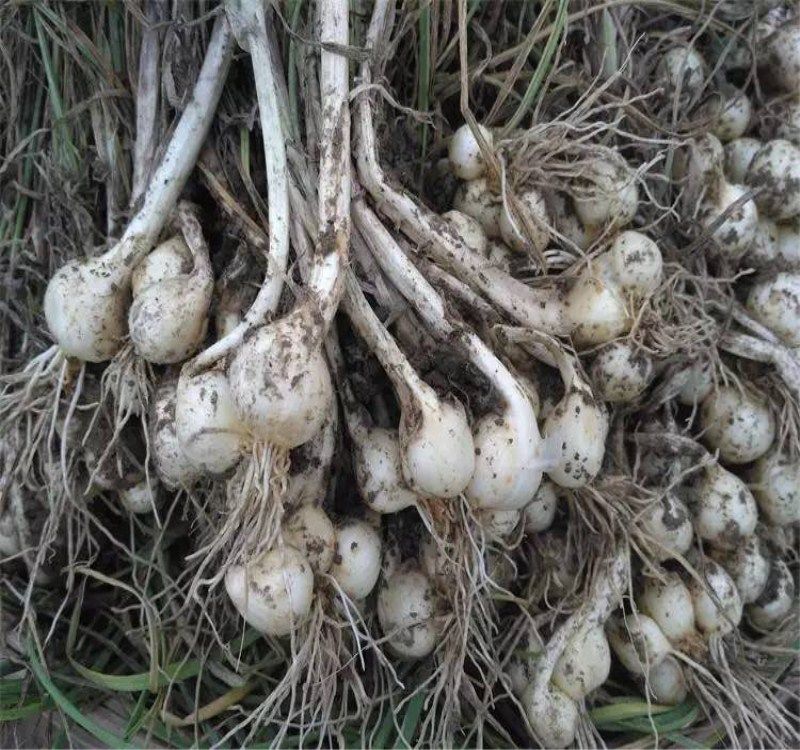 新鲜苦藠团葱小根苦茭洋葱藠头5斤其它