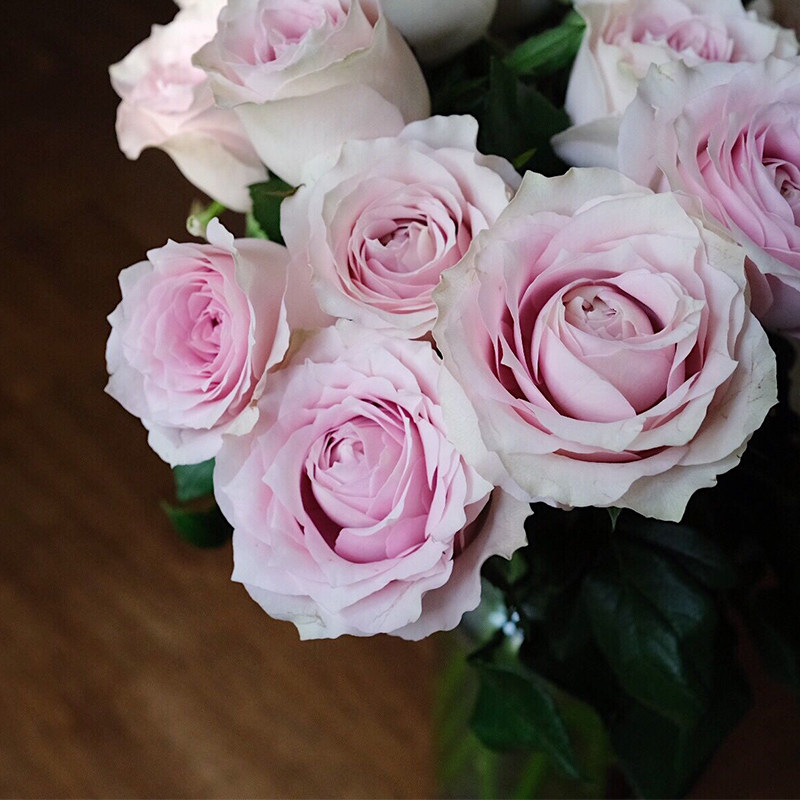 乐作flora |粉钻稀有品种玫瑰卷边花瓣怒放空运包邮 可做干花