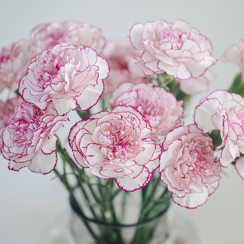 乐作flora稀有康乃馨马卡龙野马顺丰空运包邮鲜花速递(同城)