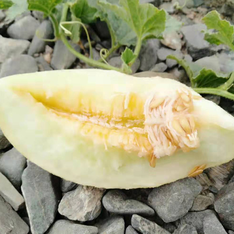 戈壁甘肃白兰瓜瓜州白兰瓜新鲜兰州银帝民勤蜜瓜网纹黄河蜜包邮