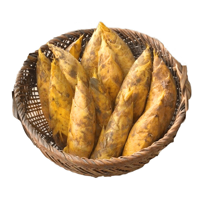 现挖新鲜宜兴大冬笋高山笋5斤野生竹笋蔬菜农产品时令蔬菜竹笋尖