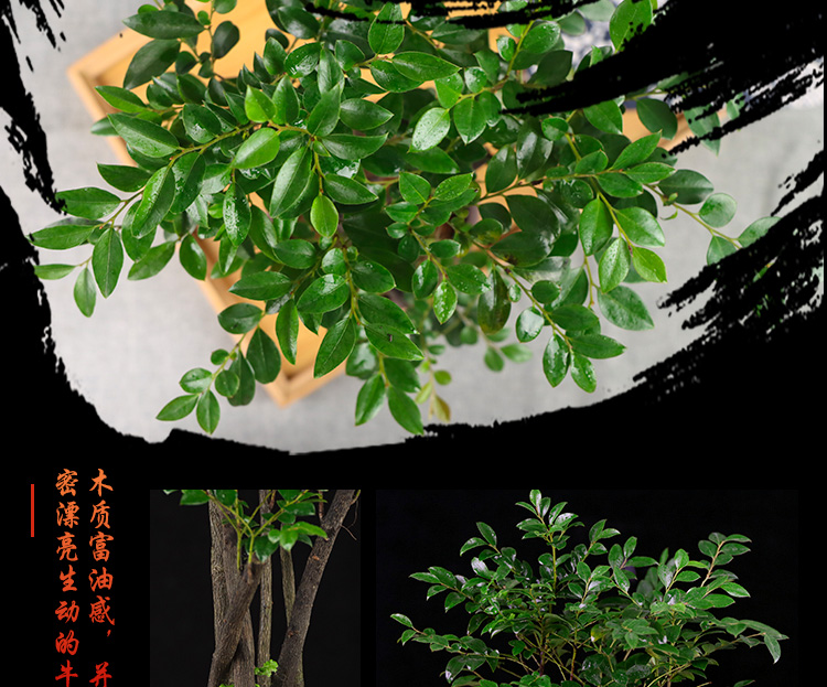 小叶紫檀赤楠盆景植物老桩办公室绿植室内茶室绿植