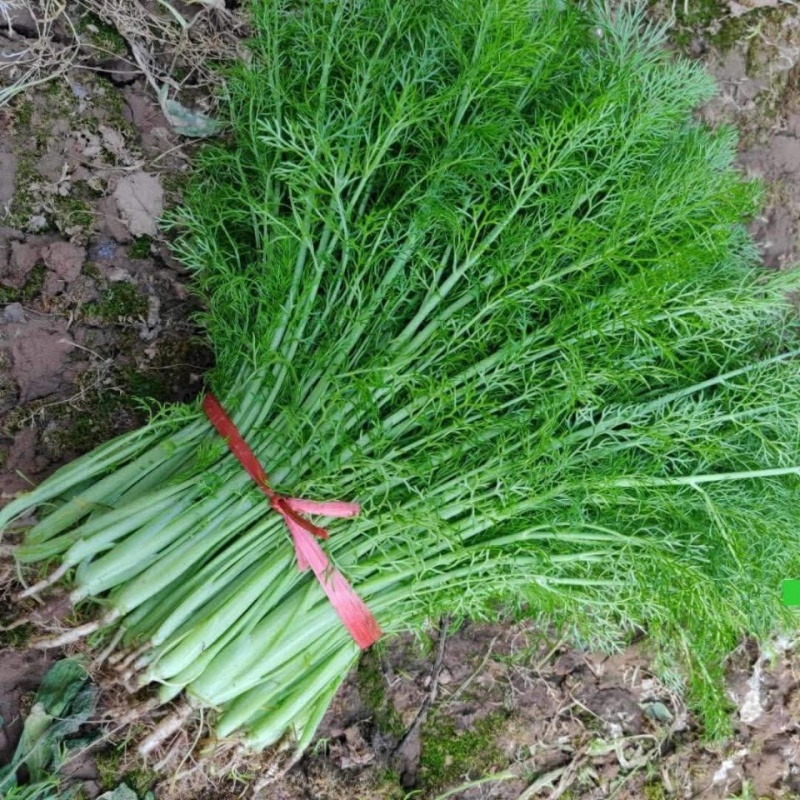 云南小茴香菜5斤新鲜包邮农家自种其它