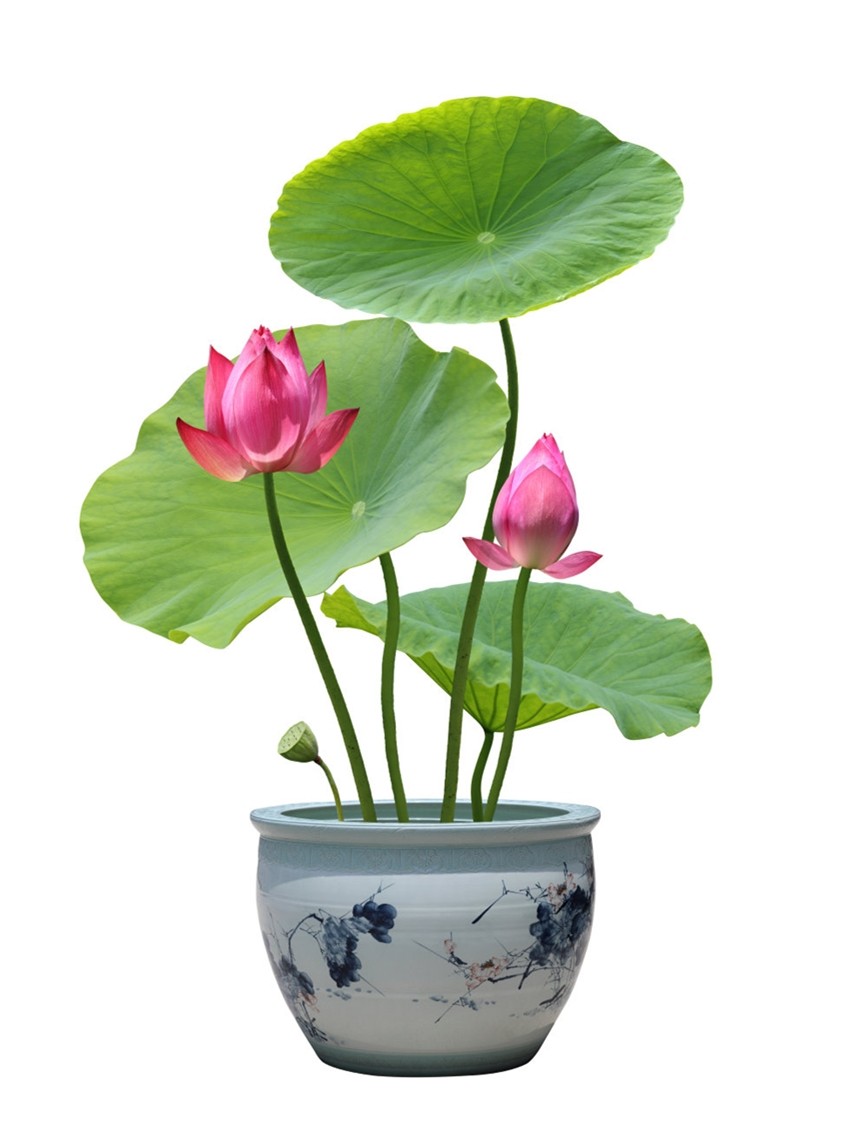 池塘观赏荷花花种根茎水培植物莲花水养花卉花卉