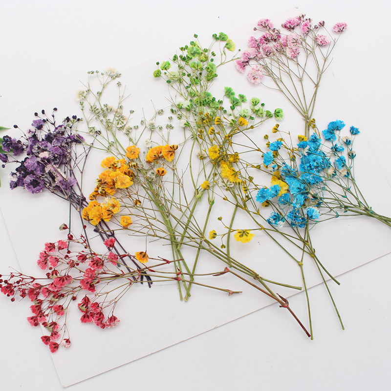 满天星干花押花压花植物标本教学diy手工滴胶手干花