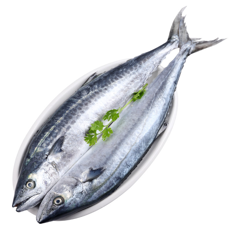 鲅鱼新鲜现货冷冻特大批发青岛小鲅鱼台燕鲅马鲛鱼