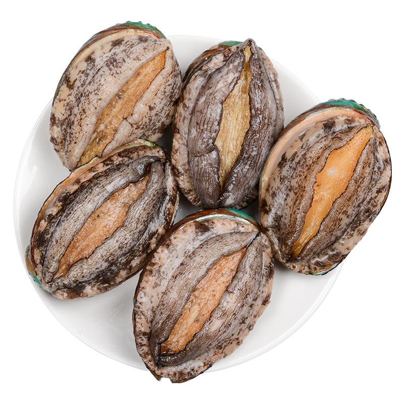 鲍鱼鲜活12头特大海鲜水产新鲜青岛崂山九孔鲍鱼