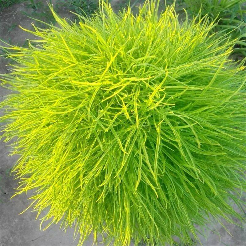 地肤种子红绿地肤草子球形花海庭院室外四季易活扫帚苗孔雀松种籽