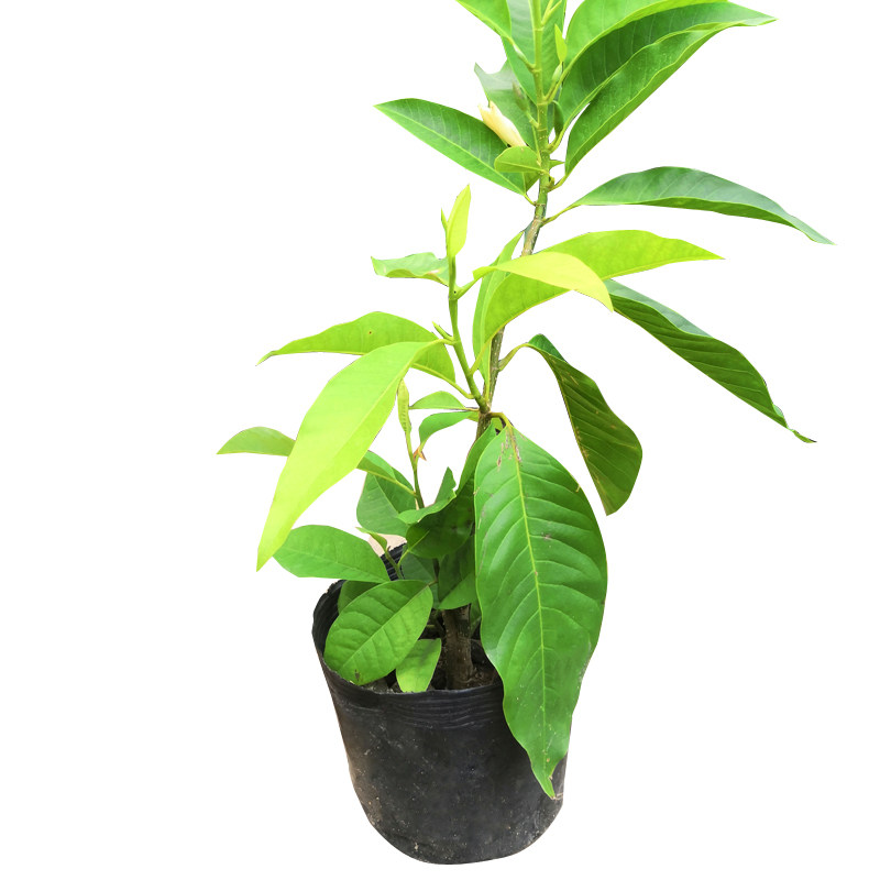 白兰花树苗室内植物白玉兰盆栽带花苞四季开花庭院绿植黄角兰花卉_双